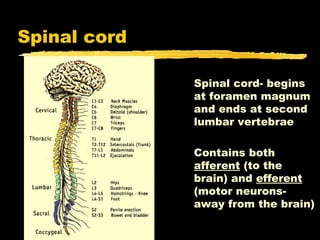 Spinal cord

              Spinal cord- begins
              at foramen magnum
              and ends at second
              lumbar vertebrae

              Contains both
              afferent (to the
              brain) and efferent
              (motor neurons-
              away from the brain)
 