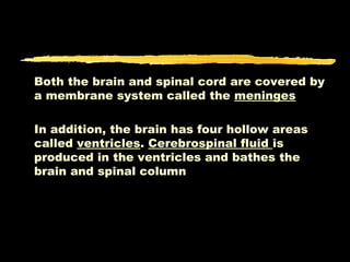Both the brain and spinal cord are covered by
a membrane system called the meninges

In addition, the brain has four hollow areas
called ventricles. Cerebrospinal fluid is
produced in the ventricles and bathes the
brain and spinal column
 