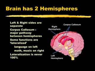 Brain has 2 Hemispheres

 Left & Right sides are
                                           Corpus Callosum
 separate                     Right
 Corpus Callosum :          Hemisphere
 major pathway
 between hemispheres
 Some functions are
 ‘lateralized’
     language on left
     math, music on right
 Lateralization is never      Left
 100%                         Hemisphere
 