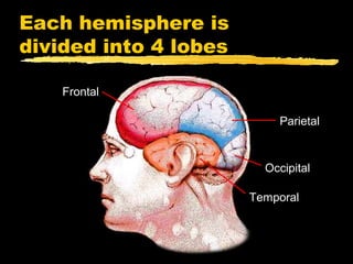 Each hemisphere is
divided into 4 lobes

    Frontal

                           Parietal



                         Occipital

                       Temporal
 
