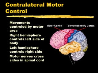 Contralateral Motor
Control
 Movements
 controled by motor      Motor Cortex   Somatosensory Cortex

 area
 Right hemisphere
 controls left side of
 body
 Left hemisphere
 controls right side
 Motor nerves cross
 sides in spinal cord
 