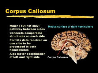 Corpus Callosum

 Major ( but not only)    Medial surface of right hemisphere
 pathway between sides
 Connects comparable
 structures on each side
 Permits data received on
 one side to be
 processed in both
 hemispheres
 Aids motor coordination
 of left and right side   Corpus Callosum
 