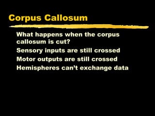 Corpus Callosum
 What happens when the corpus
 callosum is cut?
 Sensory inputs are still crossed
 Motor outputs are still crossed
 Hemispheres can’t exchange data
 
