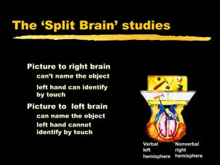 The ‘Split Brain’ studies

                                   “What did
                              “Using“Whatleft hand,
                                     your did
  Picture to right brain           you see?”
                              Pick up what you saw.”
                                    you see?”
    can’t name the object
    left hand can identify
    by touch

  Picture to left brain
    can name the object
    left hand cannot                 ??
    identify by touch
                             I saw an
                              Verbal
                                 Verbal
                               apple.         Nonverbal
                              left
                                 left         right
                              hemisphere
                                 hemisphere   hemisphere
 