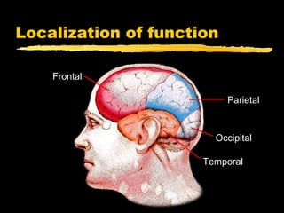 Localization of function

    Frontal

                           Parietal



                        Occipital

                      Temporal
 