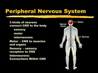 Peripheral Nervous System
 3 kinds of neurons                 Brain
                           Spinal
 connect CNS to the body   Cord
    sensory
    motor
    interneurons                       Nerves

 Motor - CNS to muscles
 and organs
 Sensory - sensory
 receptors to CNS
 Interneurons:
 Connections Within CNS
 
