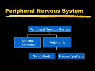 Peripheral Nervous System


         Peripheral Nervous System


     Skeletal        Autonomic
    (Somatic)


           Sympathetic     Parasympathetic
 