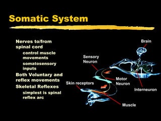 Somatic System

 Nerves to/from                                    Brain
 spinal cord
   control muscle
   movements                 Sensory
                             Neuron
   somatosensory
   inputs
 Both Voluntary and
 reflex movements                      Motor
                    Skin receptors     Neuron
 Skeletal Reflexes
                                                Interneuron
   simplest is spinal
   reflex arc
                                         Muscle
 