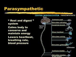 Parasympathetic
                       CENTRAL NERVOUS SYSTEM PARASYMPATHETIC
                                Brain

 “ Rest and digest ”
                                        Contracts pupil
                                        Stimulates salivation
 system                                 Constricts bronchi
                           Spinal
 Calms body to             cord
 conserve and
                                        Slows heartbeat
 maintain energy
 Lowers heartbeat,                      Stimulates activity

 breathing rate,
 blood pressure
                                        Stimulates gallbladder
                                                              Gallbladder

                                        Contracts bladder

                                        Stimulates erection
                                        of sex organs
 