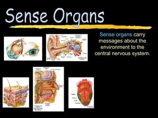 Sense organs carry
 messages about the
  environment to the
central nervous system.
 