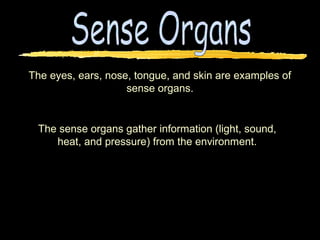 The eyes, ears, nose, tongue, and skin are examples of
                    sense organs.


 The sense organs gather information (light, sound,
    heat, and pressure) from the environment.
 