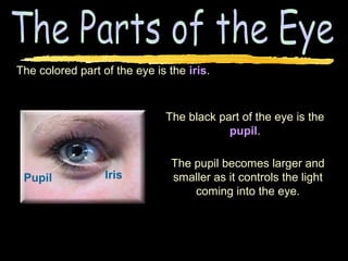 The colored part of the eye is the iris.



                              The black part of the eye is the
                                          pupil.

                                The pupil becomes larger and
 Pupil            Iris          smaller as it controls the light
                                    coming into the eye.
 
