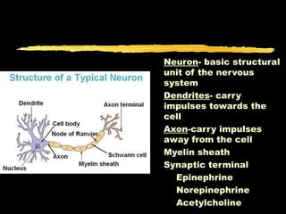 Neuron- basic structural
unit of the nervous
system
Dendrites- carry
impulses towards the
cell
Axon-carry impulses
away from the cell
Myelin sheath
Synaptic terminal
  Epinephrine
  Norepinephrine
  Acetylcholine
 