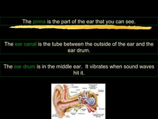 The pinna is the part of the ear that you can see.



The ear canal is the tube between the outside of the ear and the
                           ear drum.


The ear drum is in the middle ear. It vibrates when sound waves
                              hit it.
 