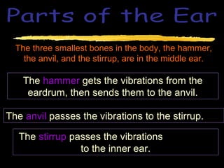 The three smallest bones in the body, the hammer,
    the anvil, and the stirrup, are in the middle ear.

    The hammer gets the vibrations from the
     eardrum, then sends them to the anvil.

The anvil passes the vibrations to the stirrup.

   The stirrup passes the vibrations
                 to the inner ear.
 