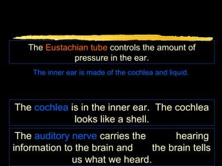The Eustachian tube controls the amount of
              pressure in the ear.
    The inner ear is made of the cochlea and liquid.



The cochlea is in the inner ear. The cochlea
             looks like a shell.
 The auditory nerve carries the       hearing
information to the brain and    the brain tells
              us what we heard.
 