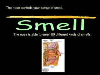 The nose controls your sense of smell.




    The nose is able to smell 80 different kinds of smells.
 