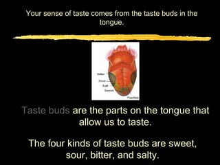 Your sense of taste comes from the taste buds in the
                       tongue.




Taste buds are the parts on the tongue that
            allow us to taste.

 The four kinds of taste buds are sweet,
         sour, bitter, and salty.
 