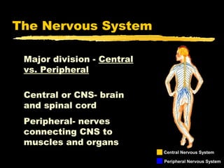 The Nervous System

 Major division - Central
 vs. Peripheral

 Central or CNS- brain
 and spinal cord
 Peripheral- nerves
 connecting CNS to
 muscles and organs
                            Central Nervous System

                            Peripheral Nervous System
 
