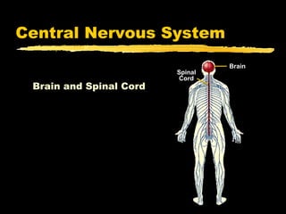 Central Nervous System
                                  Brain
                         Spinal
                         Cord
 Brain and Spinal Cord
 