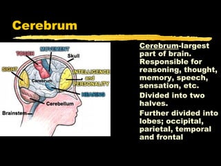 Cerebrum
           Cerebrum-largest
           part of brain.
           Responsible for
           reasoning, thought,
           memory, speech,
           sensation, etc.
           Divided into two
           halves.
           Further divided into
           lobes; occipital,
           parietal, temporal
           and frontal
 