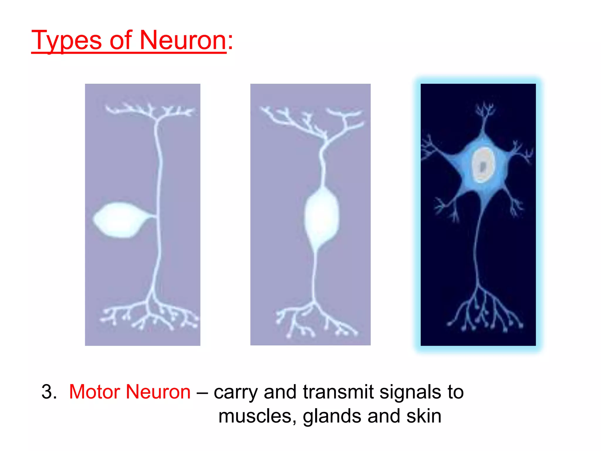 Types of Neuron:




3. Motor Neuron – carry and transmit signals to
                  muscles, glands and skin
 