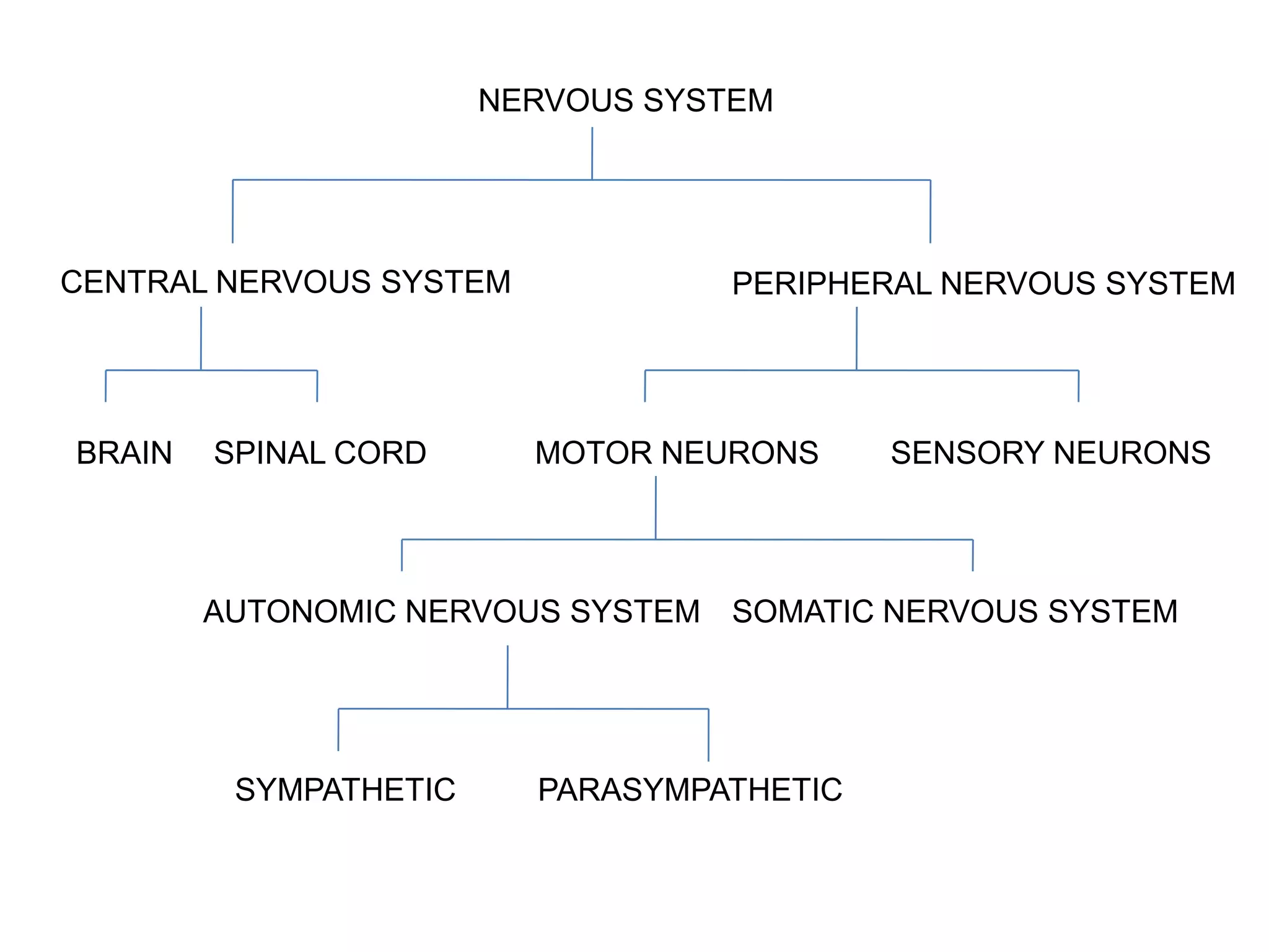 NERVOUS SYSTEM




CENTRAL NERVOUS SYSTEM             PERIPHERAL NERVOUS SYSTEM




BRAIN   SPINAL CORD      MOTOR NEURONS     SENSORY NEURONS



        AUTONOMIC NERVOUS SYSTEM SOMATIC NERVOUS SYSTEM




         SYMPATHETIC     PARASYMPATHETIC
 
