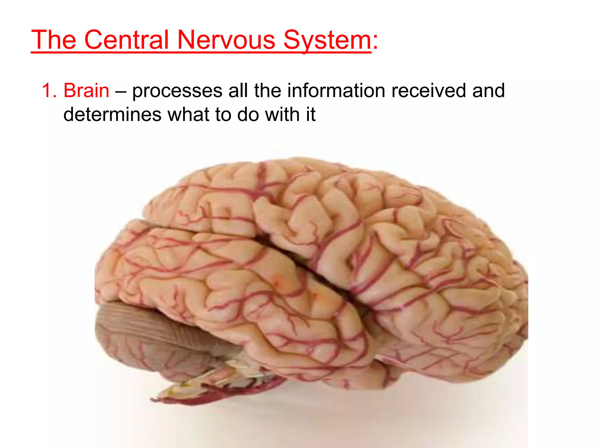 The Central Nervous System:
1. Brain – processes all the information received and
   determines what to do with it
 