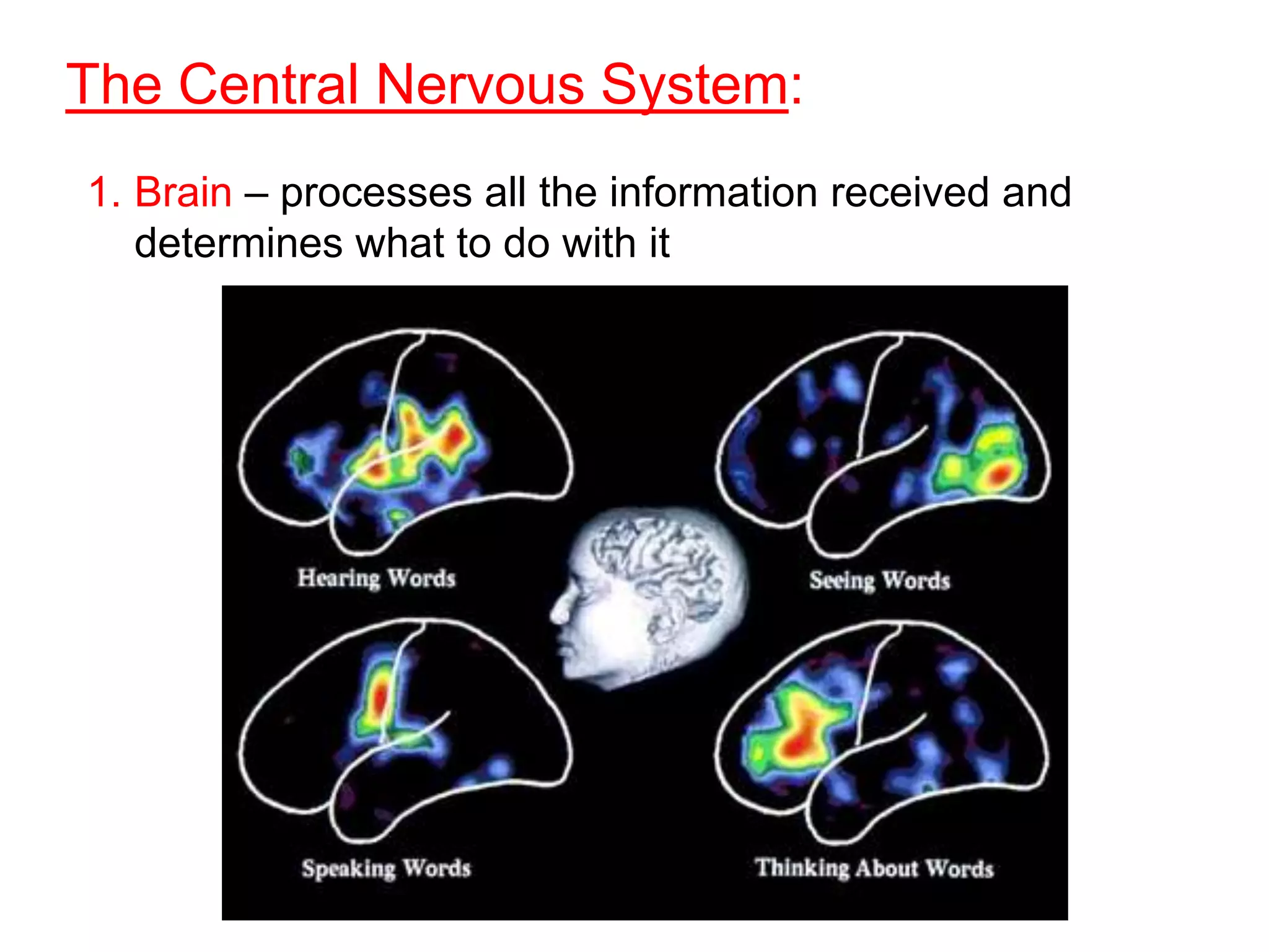 The Central Nervous System:
1. Brain – processes all the information received and
   determines what to do with it
 