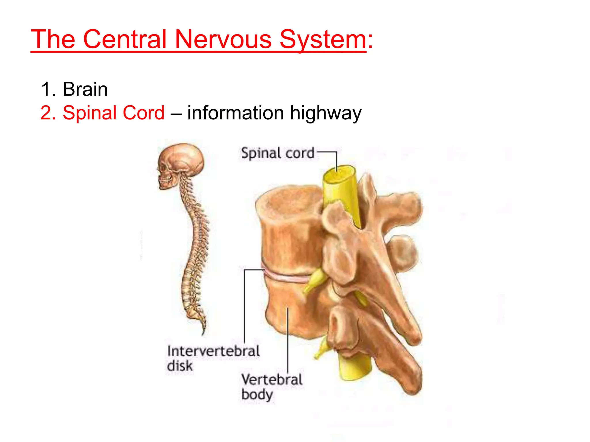The Central Nervous System:
1. Brain
2. Spinal Cord – information highway
 