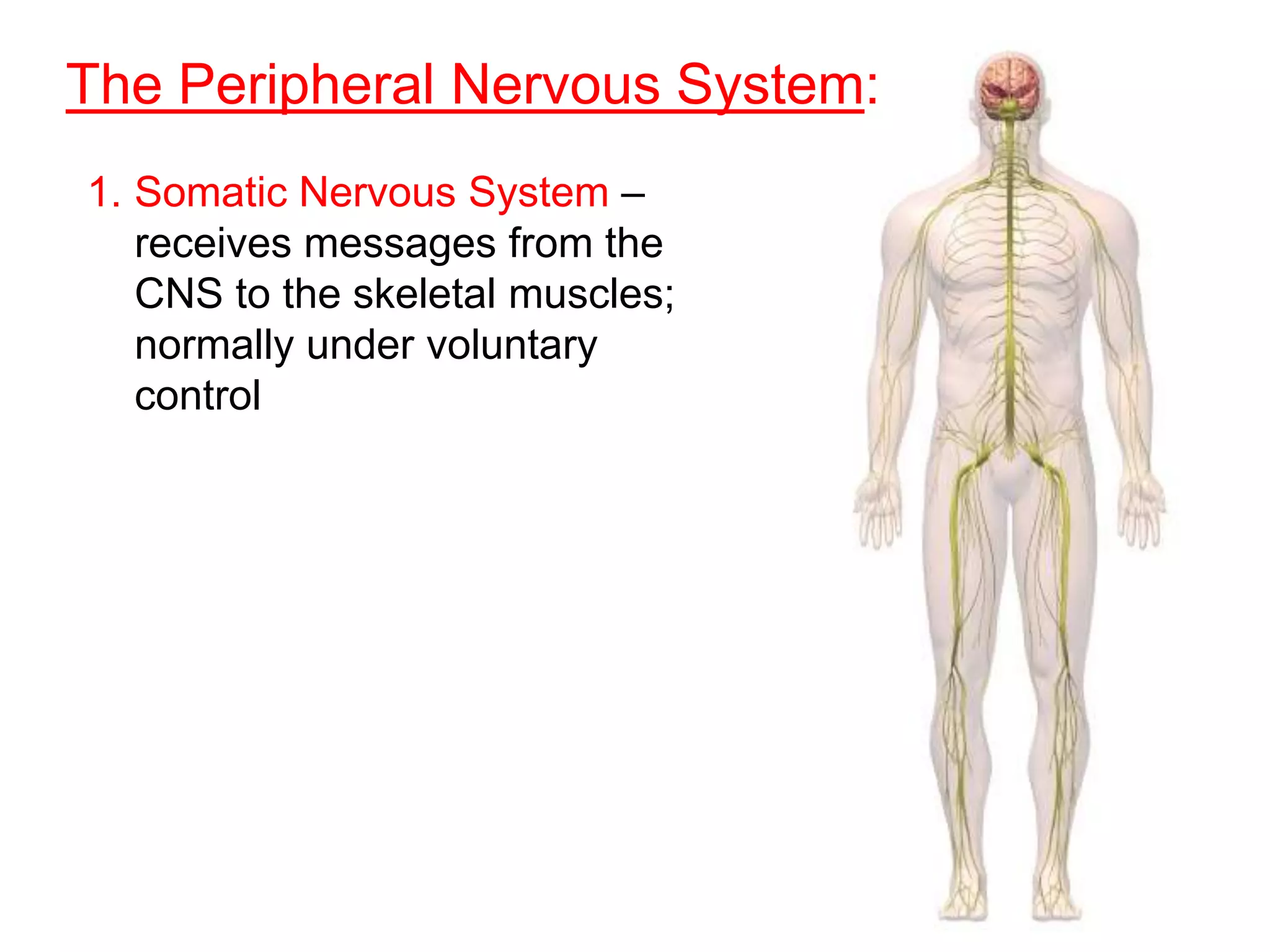 The Peripheral Nervous System:
1. Somatic Nervous System –
   receives messages from the
   CNS to the skeletal muscles;
   normally under voluntary
   control
 