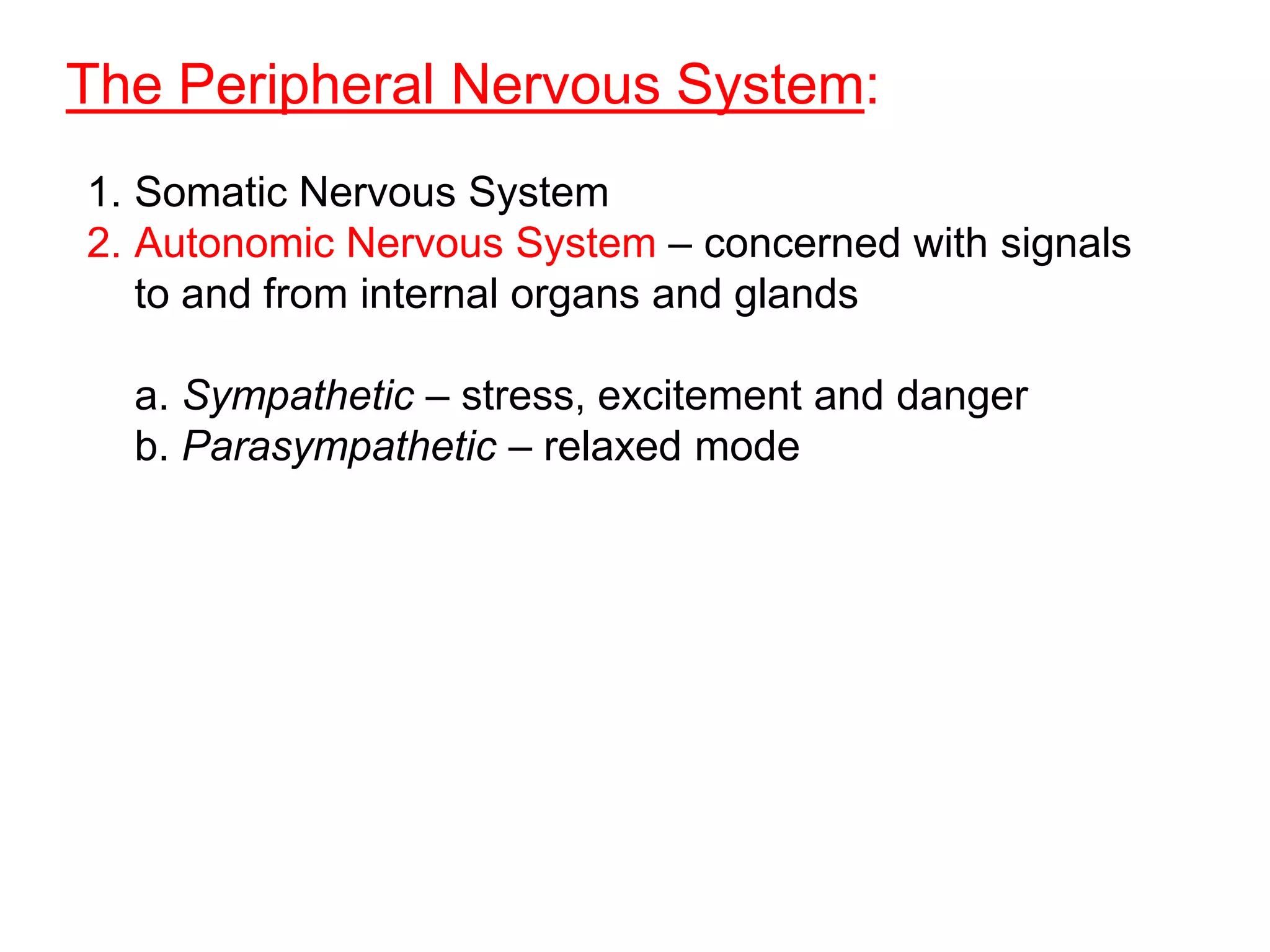 The Peripheral Nervous System:
1. Somatic Nervous System
2. Autonomic Nervous System – concerned with signals
   to and from internal organs and glands

  a. Sympathetic – stress, excitement and danger
  b. Parasympathetic – relaxed mode
 