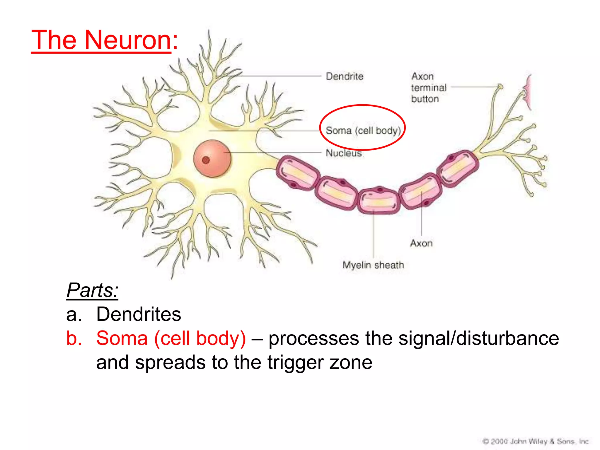 The Neuron:




  Parts:
  a. Dendrites
  b. Soma (cell body) – processes the signal/disturbance
     and spreads to the trigger zone
 