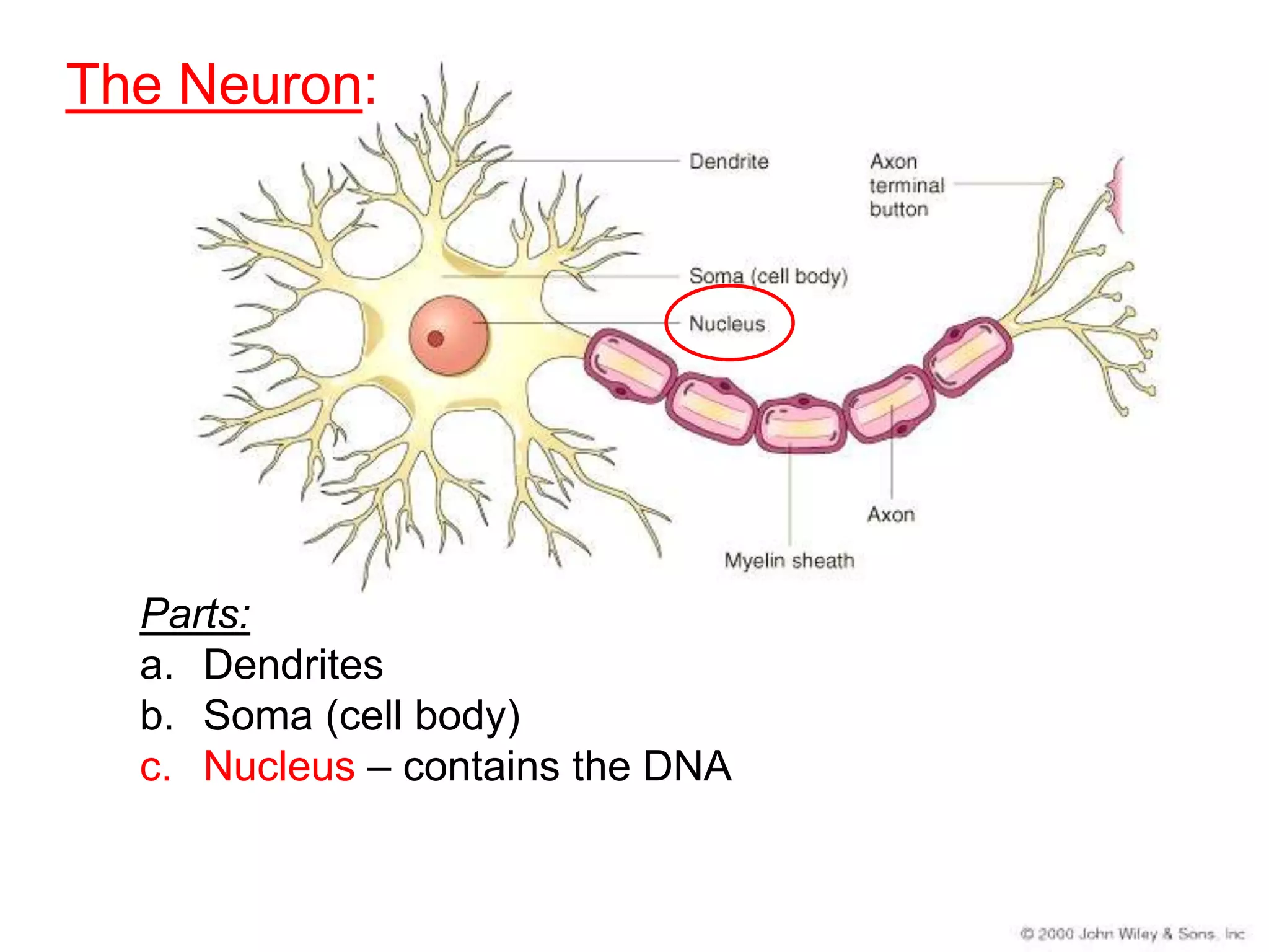The Neuron:




  Parts:
  a. Dendrites
  b. Soma (cell body)
  c. Nucleus – contains the DNA
 
