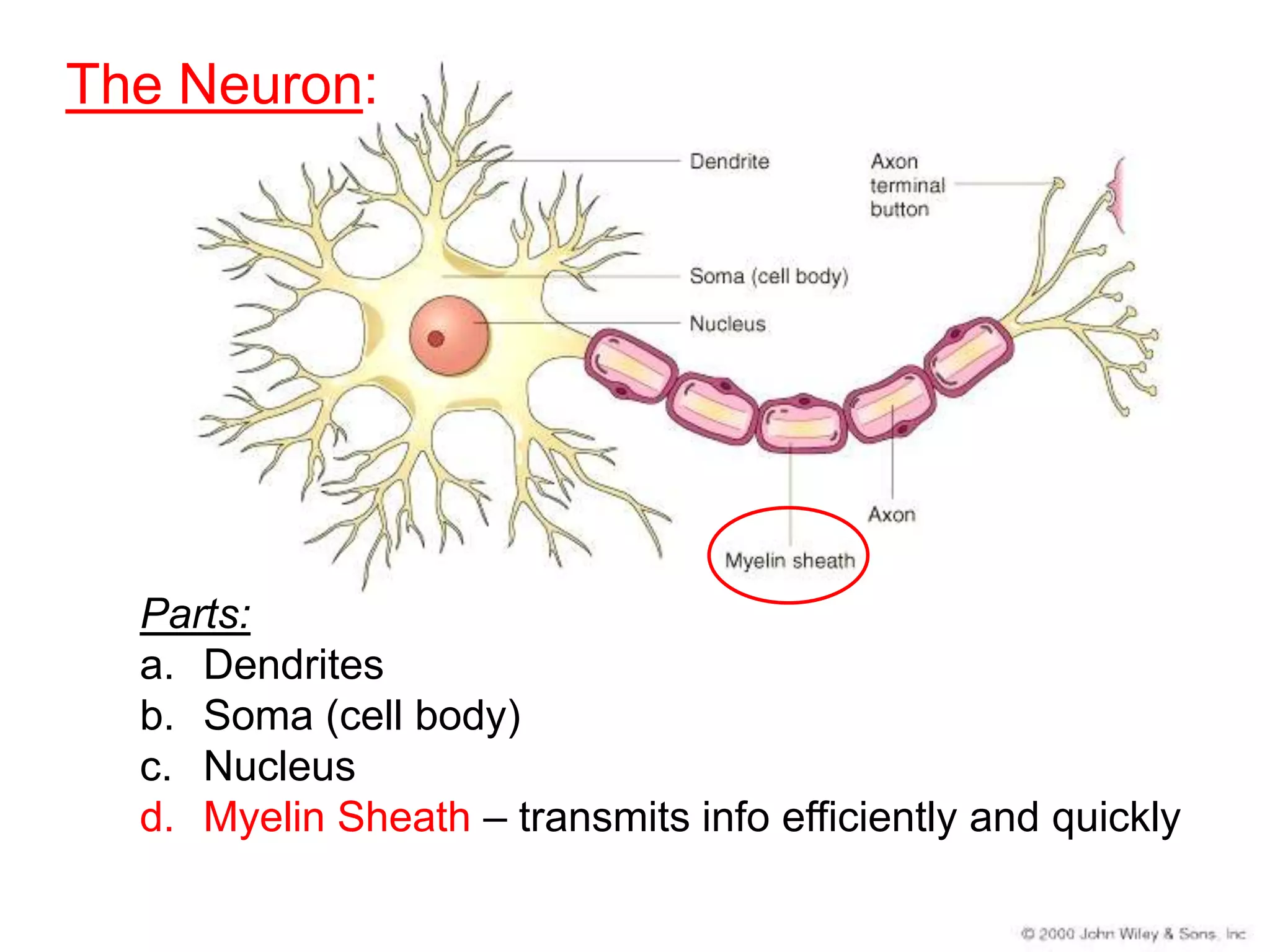 The Neuron:




  Parts:
  a. Dendrites
  b. Soma (cell body)
  c. Nucleus
  d. Myelin Sheath – transmits info efficiently and quickly
 