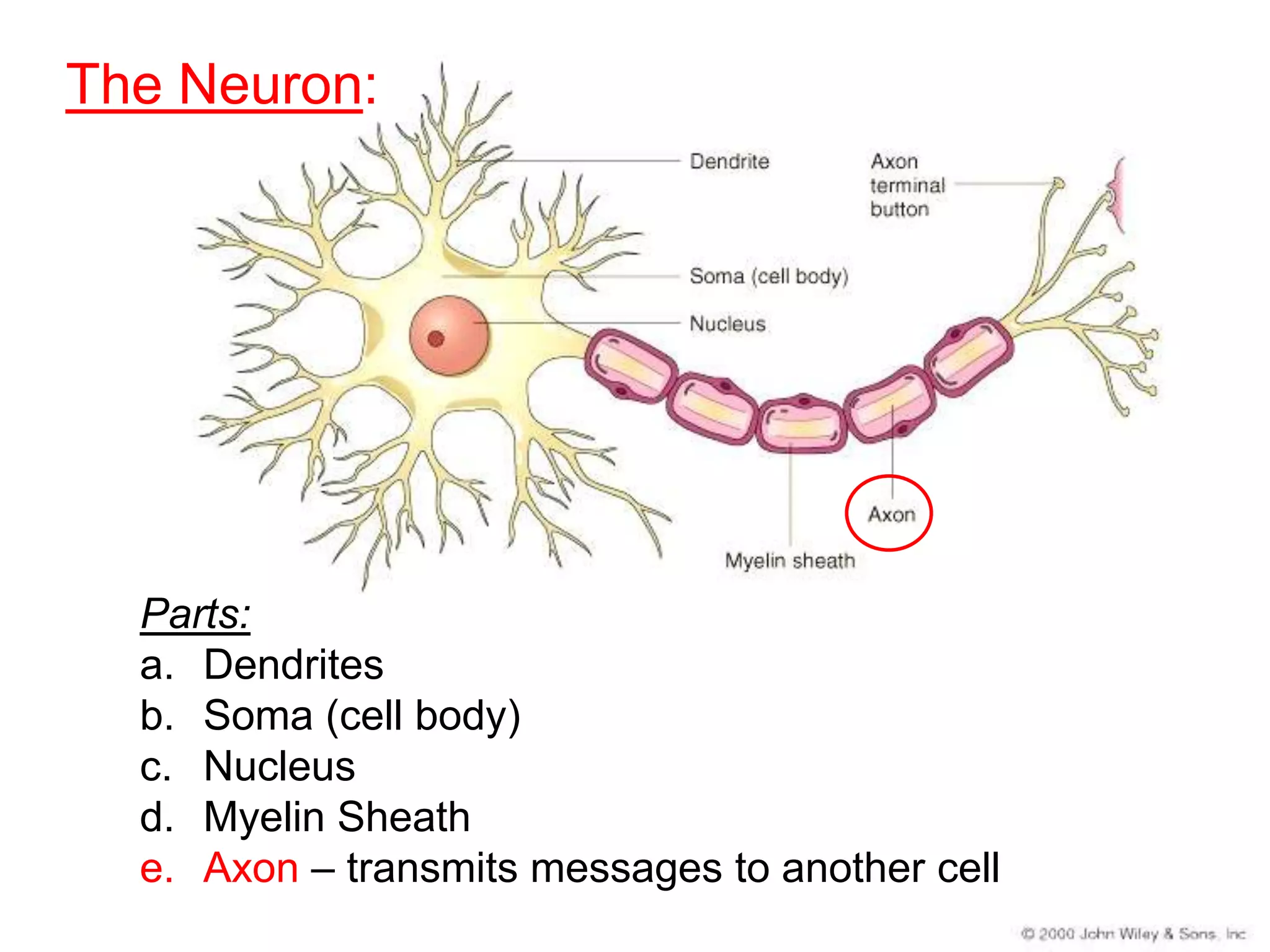 The Neuron:




  Parts:
  a. Dendrites
  b. Soma (cell body)
  c. Nucleus
  d. Myelin Sheath
  e. Axon – transmits messages to another cell
 