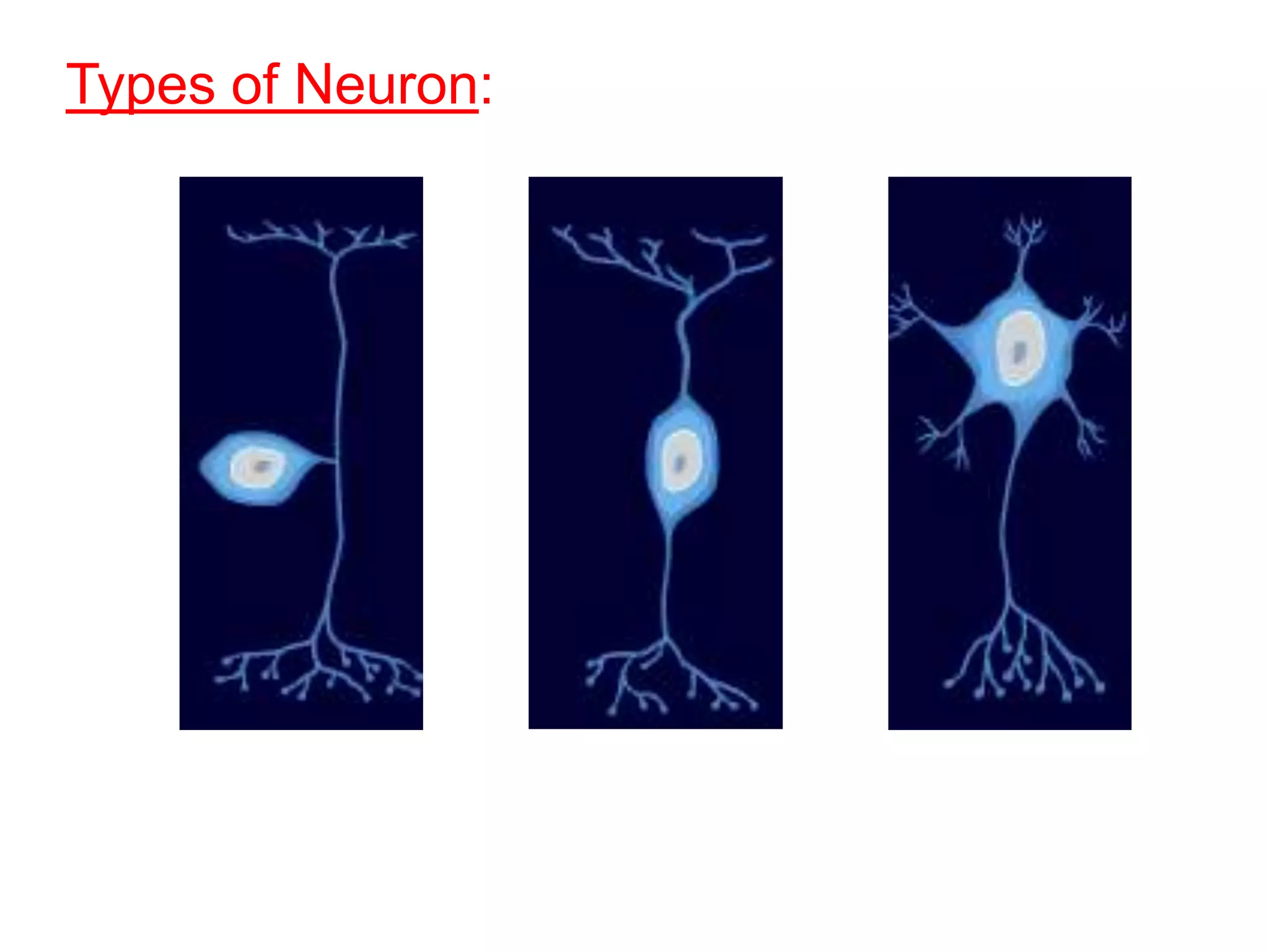 Types of Neuron:
 