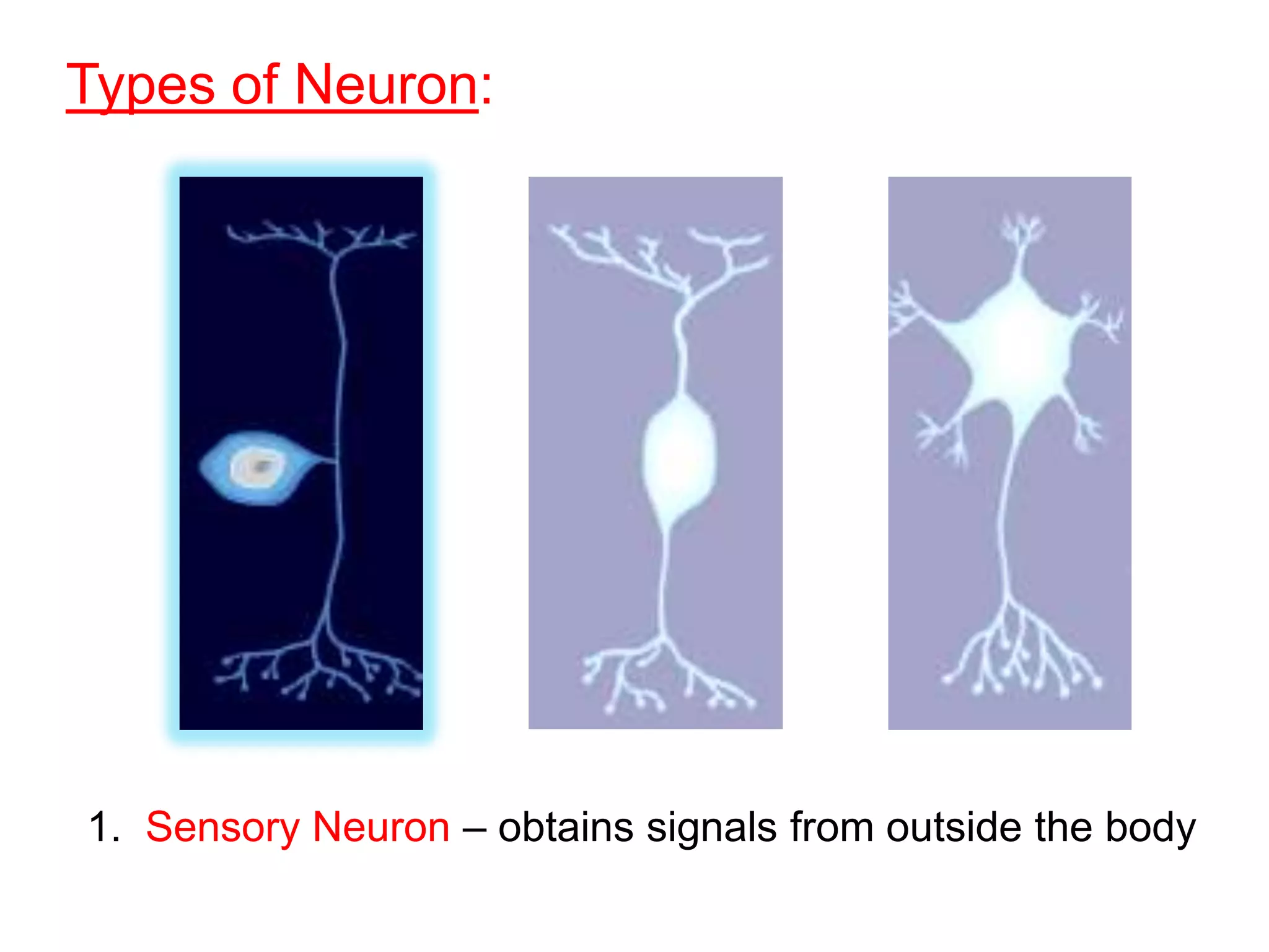 Types of Neuron:




1. Sensory Neuron – obtains signals from outside the body
 