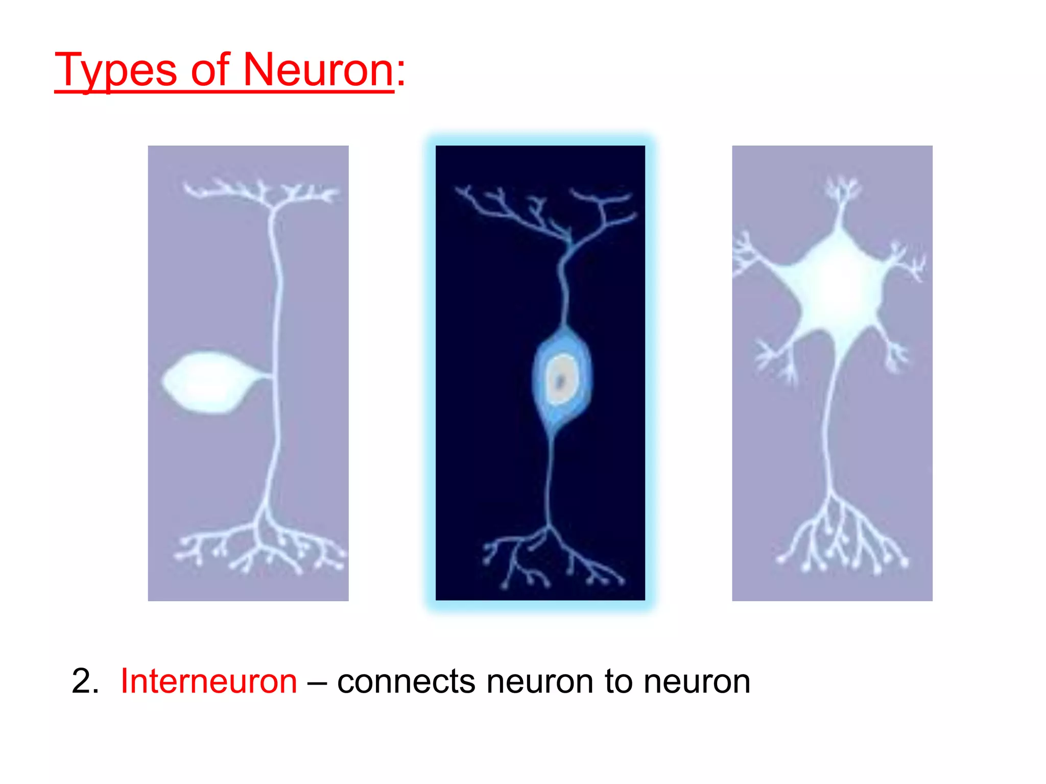 Types of Neuron:




2. Interneuron – connects neuron to neuron
 