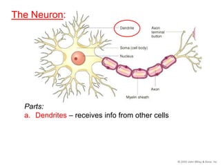 Dendriter Nervous system | PPTX