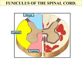 Funiculus Brain Nervous system | PPT