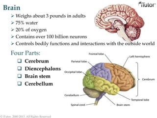 Brain
 Weighs about 3 pounds in adults
 75% water
 20% of oxygen
 Contains over 100 billion neurons
 Controls bodily functions and interactions with the outside world
© iTutor. 2000-2013. All Rights Reserved
Four Parts:
 Cerebrum
 Diencephalons
 Brain stem
 Cerebellum
 
