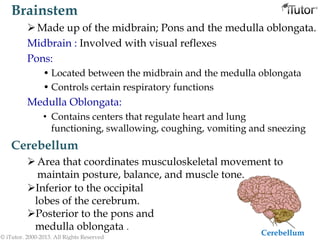 Brainstem
Made up of the midbrain; Pons and the medulla oblongata.
Midbrain : Involved with visual reflexes
Pons:
• Located between the midbrain and the medulla oblongata
• Controls certain respiratory functions
Medulla Oblongata:
• Contains centers that regulate heart and lung
functioning, swallowing, coughing, vomiting and sneezing
© iTutor. 2000-2013. All Rights Reserved
Cerebellum
Area that coordinates musculoskeletal movement to
maintain posture, balance, and muscle tone.
Inferior to the occipital
lobes of the cerebrum.
Posterior to the pons and
medulla oblongata .
Cerebellum
 