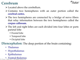 Cerebrum
 Located above the cerebellum.
 Contains two hemispheres with an outer portion called the
cerebral cortex.
 The two hemispheres are connected by a bridge of nerve fibers
that relay information between the two hemispheres called the
corpus callosum.
 The left and right lobes are each divided into four lobes or parts
parietal lobe
• Frontal lobe
• Temporal lobe
• Occipital lobe
Diencephalon: The deep portion of the brain containing:
• Thalamus
• Hypothalamus
• Epithalamus
• Ventral thalamus© iTutor. 2000-2013. All Rights Reserved
 