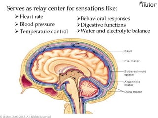 Serves as relay center for sensations like:
Heart rate
Blood pressure
Temperature control
© iTutor. 2000-2013. All Rights Reserved
Behavioral responses
Digestive functions
Water and electrolyte balance
 