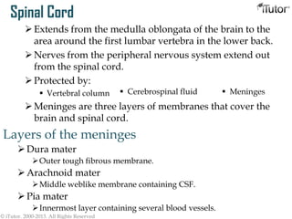 Spinal Cord
Extends from the medulla oblongata of the brain to the
area around the first lumbar vertebra in the lower back.
Nerves from the peripheral nervous system extend out
from the spinal cord.
Protected by:
 Vertebral column
Meninges are three layers of membranes that cover the
brain and spinal cord.
© iTutor. 2000-2013. All Rights Reserved
Layers of the meninges
Dura mater
Outer tough fibrous membrane.
Arachnoid mater
Middle weblike membrane containing CSF.
Pia mater
Innermost layer containing several blood vessels.
 Cerebrospinal fluid  Meninges
 