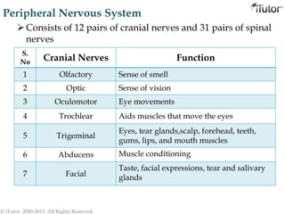 Peripheral Nervous System
Consists of 12 pairs of cranial nerves and 31 pairs of spinal
nerves
S.
No Cranial Nerves Function
1 Olfactory Sense of smell
2 Optic Sense of vision
3 Oculomotor Eye movements
4 Trochlear Aids muscles that move the eyes
5 Trigeminal
Eyes, tear glands,scalp, forehead, teeth,
gums, lips, and mouth muscles
6 Abducens Muscle conditioning
7 Facial
Taste, facial expressions, tear and salivary
glands
© iTutor. 2000-2013. All Rights Reserved
 