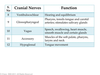 S.
No
Cranial Nerves Function
8 Vestibulocochlear Hearing and equilibrium
9 Glossopharyngeal
Pharynx, tonsils tongue and carotid
arteries; stimulates salivary glands
10 Vagus
Speech, swallowing, heart muscle,
smooth muscle and certain glands
11 Accessory
Muscles of the soft palate, pharynx,
larynx and neck
12 Hypoglossal Tongue movement
© iTutor. 2000-2013. All Rights Reserved
 