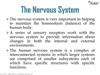The Nervous System
 The nervous system is very important in helping
to maintain the homeostasis (balance) of the
human body.
 A series of sensory receptors work with the
nervous system to provide information about
changes in both the internal and external
environments.
 The human nervous system is a complex of
interconnected systems in which larger systems
are comprised of smaller subsystems each of
which have specific structures with specific
functions.
© iTutor. 2000-2013. All Rights Reserved
 
