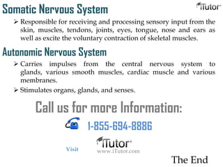 Somatic Nervous System
 Responsible for receiving and processing sensory input from the
skin, muscles, tendons, joints, eyes, tongue, nose and ears as
well as excite the voluntary contraction of skeletal muscles.
Autonomic Nervous System
 Carries impulses from the central nervous system to
glands, various smooth muscles, cardiac muscle and various
membranes.
 Stimulates organs, glands, and senses.
The End
Call us for more Information:
1-855-694-8886
www.iTutor.comVisit
 